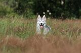 SIBERIAN HUSKY 293
